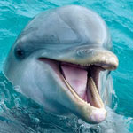 جانور دلفین