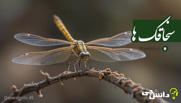 تحقیق در مورد زندگی سنجاقک