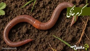 تحقیق درباره کرم‌خاکی ، ویژگی و تولید مثل آن
