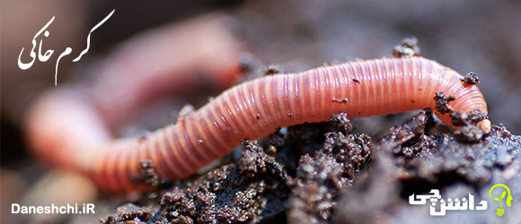 تحقیق در مورد کرم‌خاکی