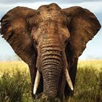جانور فیل