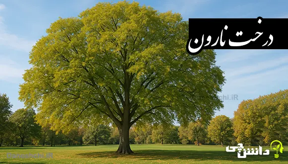 تحقیق درباره درخت نارون