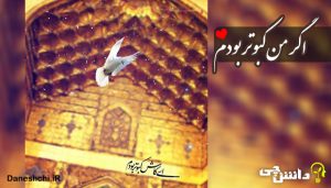 انشا در مورد اگر من کبوتر بودم