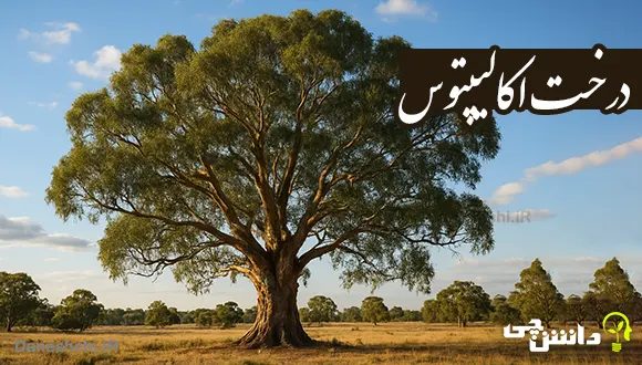 تحقیق درباره درخت اکالیپتوس