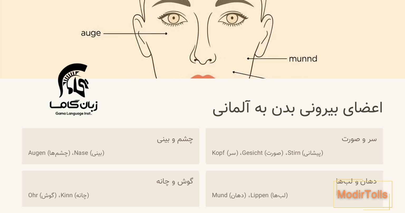 اعضای صورت به آلمانی