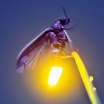 جانور کرم شب تاب