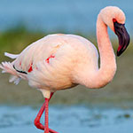 جانور فلامینگو