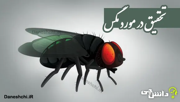 تحقیق در مورد زندگی مگس