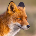 جانور روباه