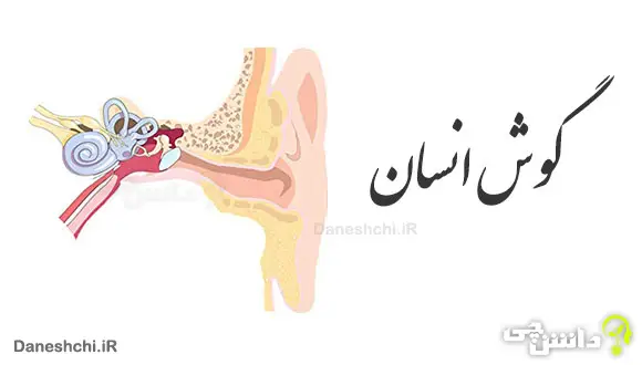 گوش انسان گوش انسان
