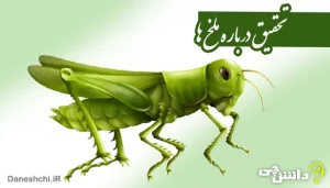 درباره ملخ‌ ها