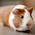 جانور خوکچه هندی