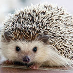 جانور جوجه تیغی