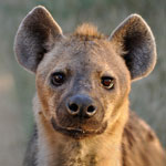 جانور کفتار