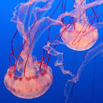 جانور عروس دریایی