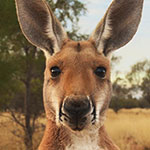 جانور کانگورو