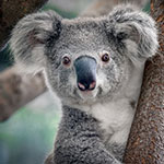 جانور کوالا