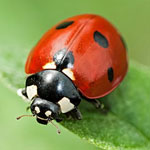 جانور کفشدوزک