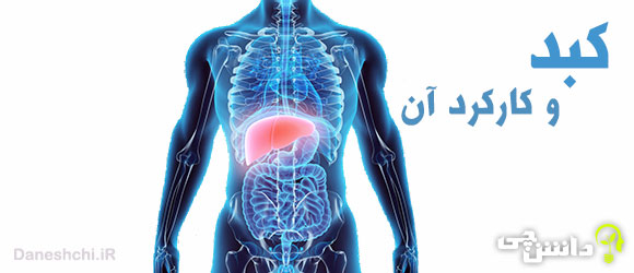 تحقیق در مورد کبد ( جگر ) و نام دیگر آن