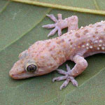 جانور مارمولک