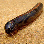 جانور هزارپا