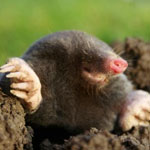 جانور موش کور