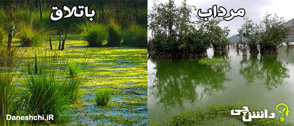 باتلاق، مرداب، هور 