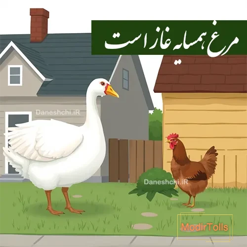 مرغ همسایه غاز است 