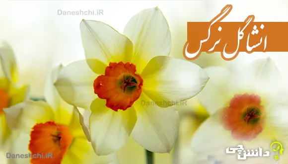 انشا در مورد گل نرگس