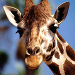 جانور زرافه