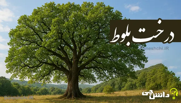 تحقیق در مورد درخت بلوط