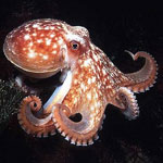 جانور هشتپا