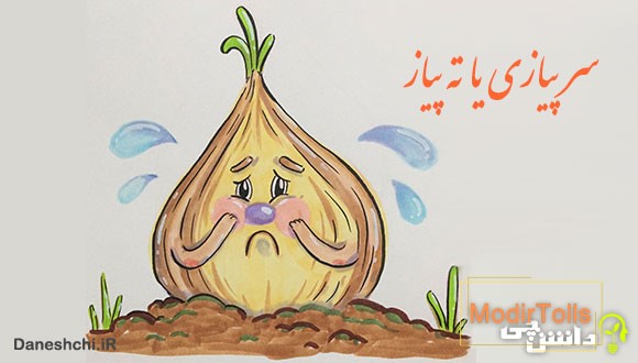 سر پیازی یا ته پیاز