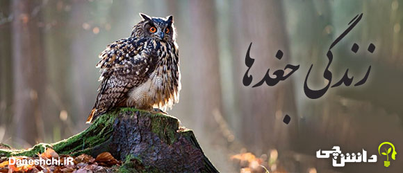 تحقیق در مورد زندگی جغدها ، دشمن و غذایشان