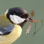 پرده چرخ ریسک