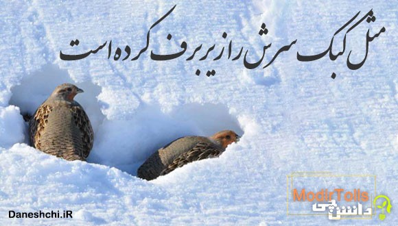 مثل کبک سرش را زیر برف کرده است 
