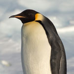 جانور پنگوئن