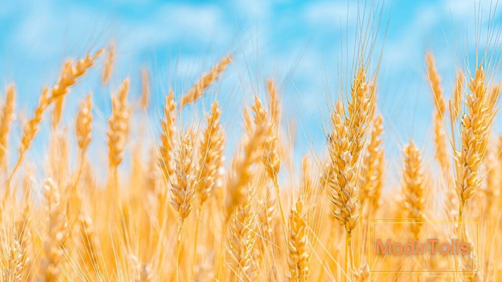 عکس گندم‌زار در فنگ شویی