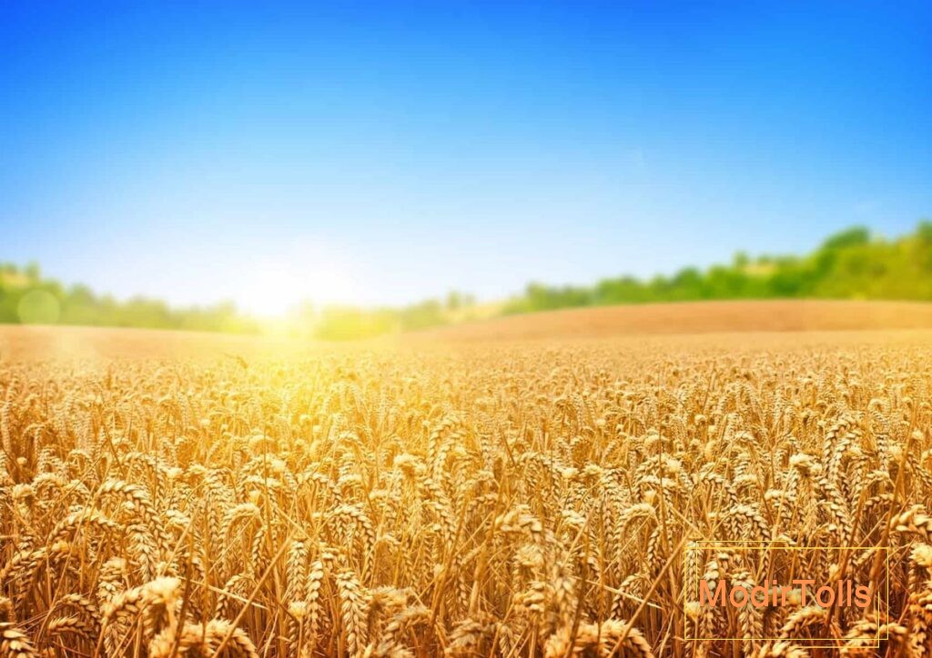 عکس گندم‌زار در فنگ شویی