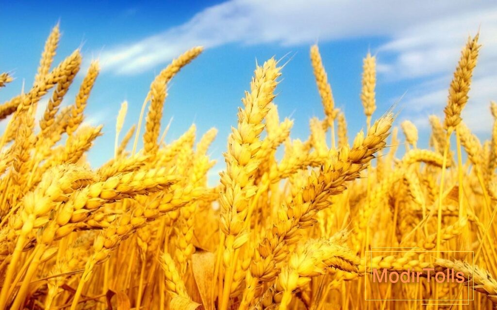 عکس گندم‌زار در فنگ شویی