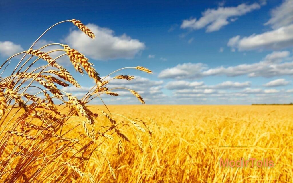 عکس گندم‌زار در فنگ شویی