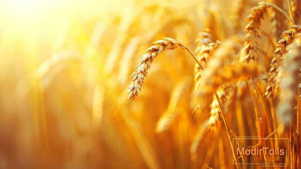 عکس گندمزار در فنگ شویی