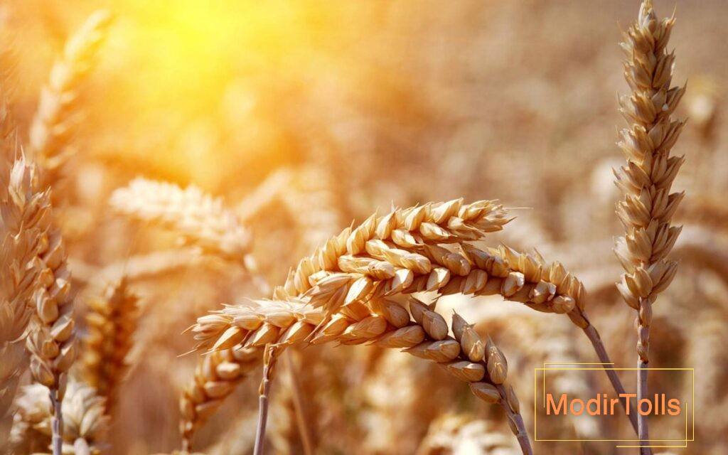عکس گندم‌زار در فنگ شویی