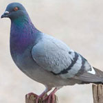 جانور کبوتر