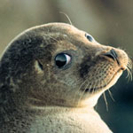 جانور سگ آبی