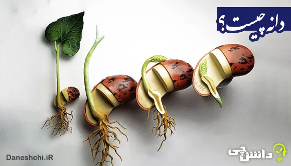 تحقیق در مورد دانه ها و انواعشان