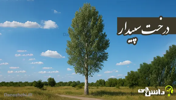 تحقیق در مورد درخت سپیدار
