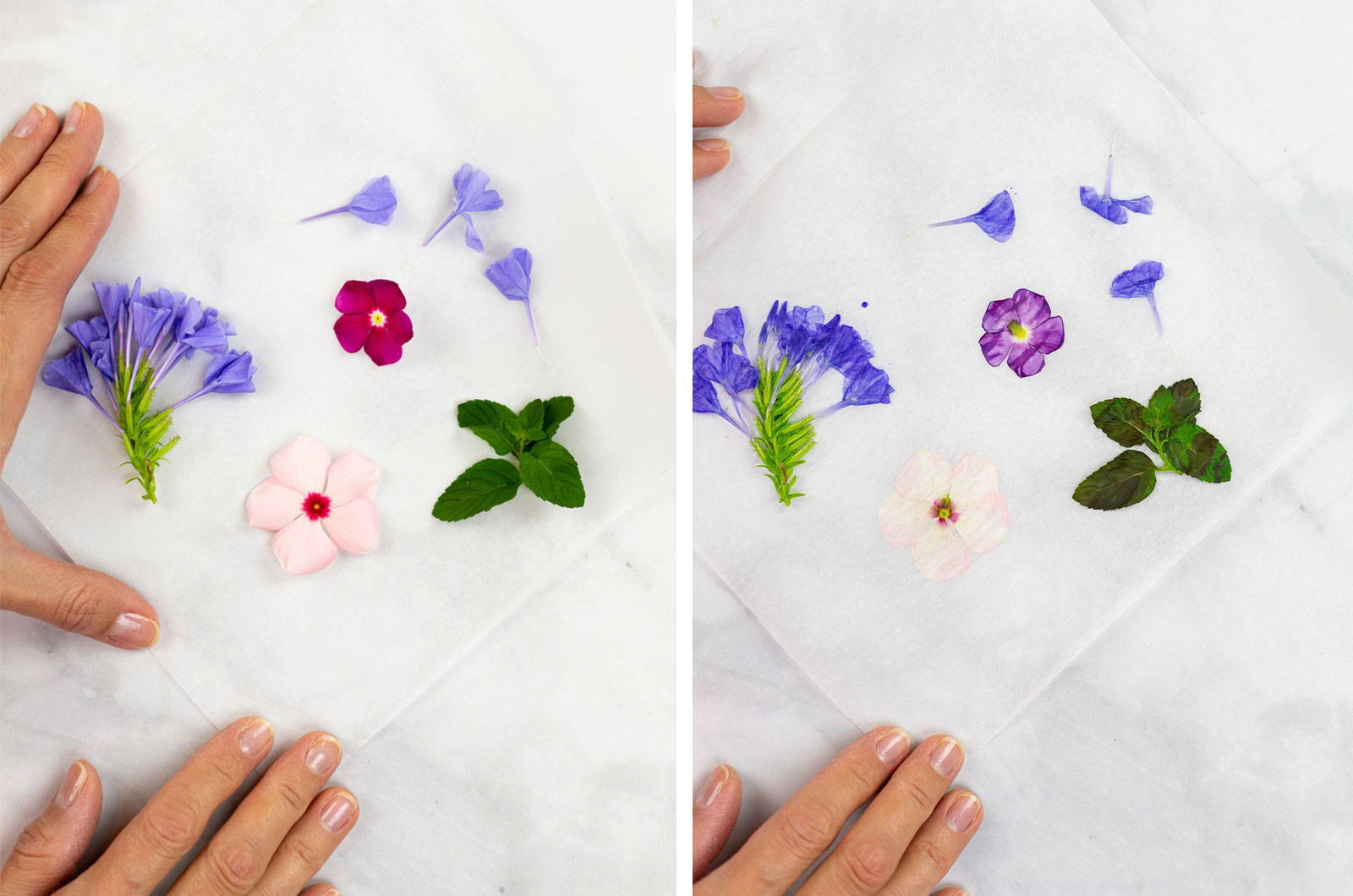 روش خشك كردن گل طبيعي