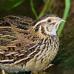 جانور بلدرچین