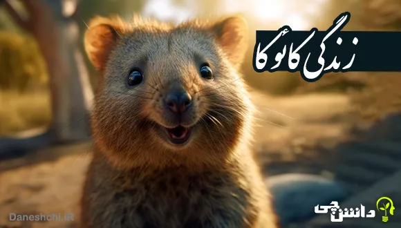 زندگی کوئوکا